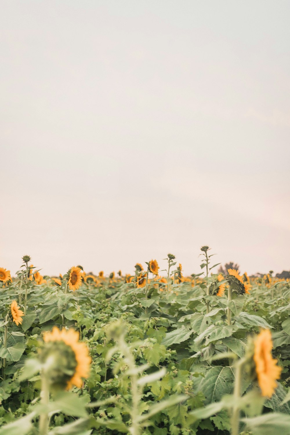 sunflower garden