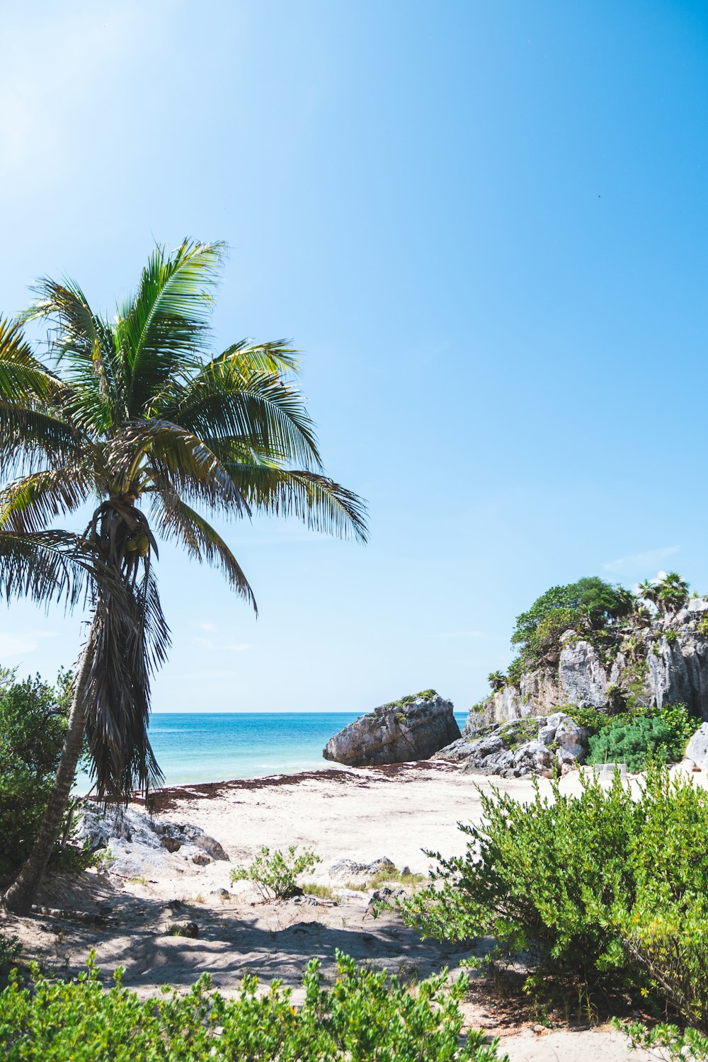 coconut tree near sea