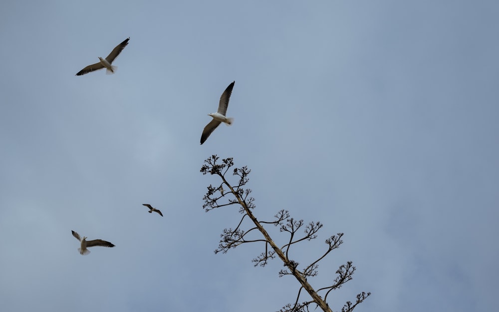 flying birds near trees