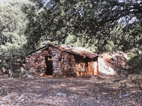A rugged hiking stick leaning against a weathered wooden cabin in the forest.