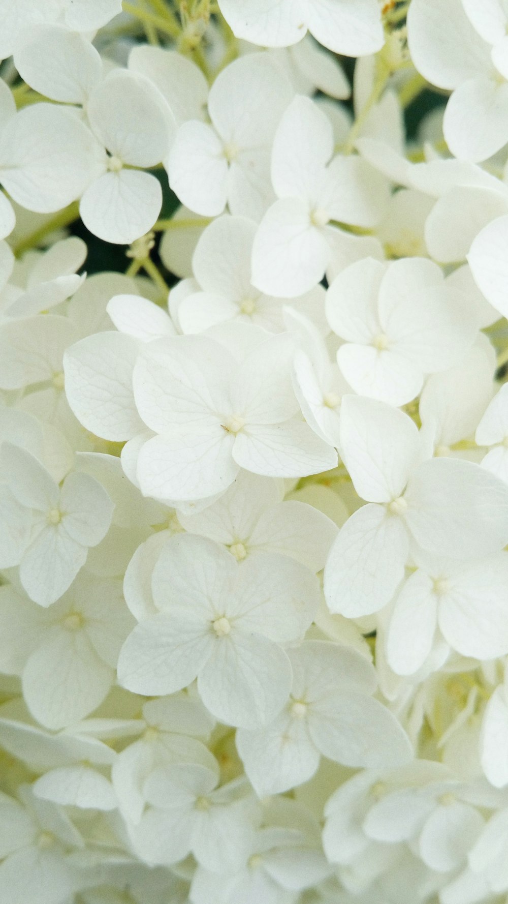 flor de pétalos blancos