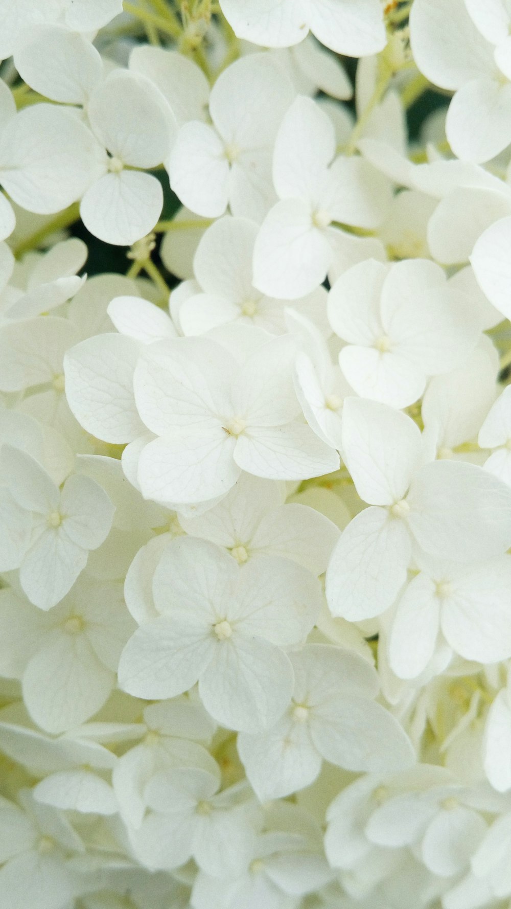 white petaled flower