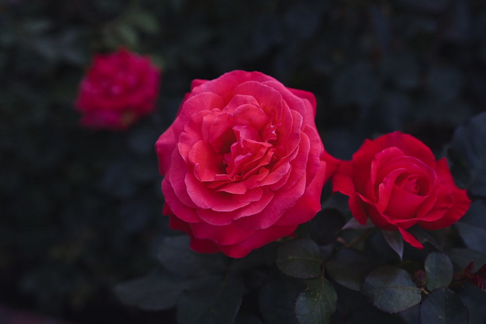 red rose flower