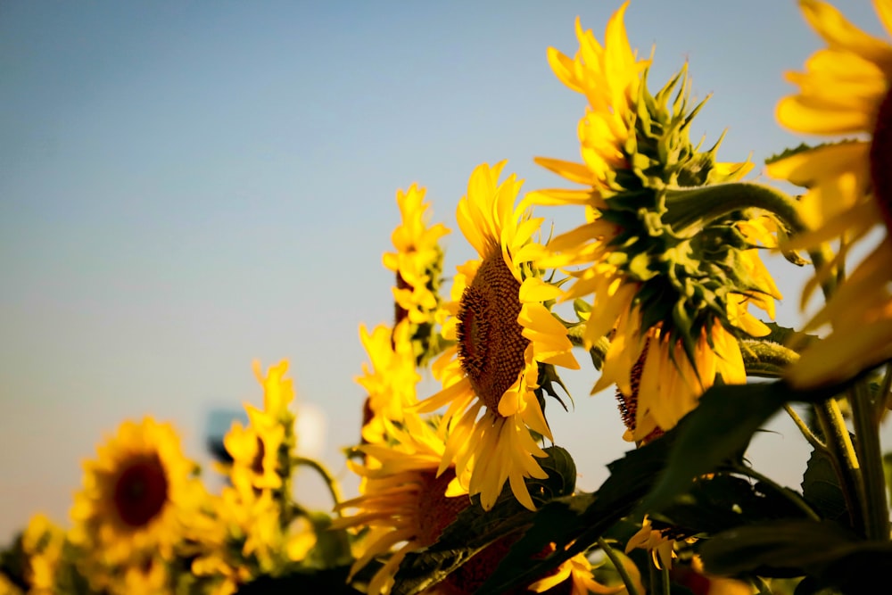 yellow sunflower under blue sky in close-up photo