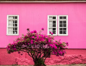 blooming pink bougainvillea flowers near pink wooden house