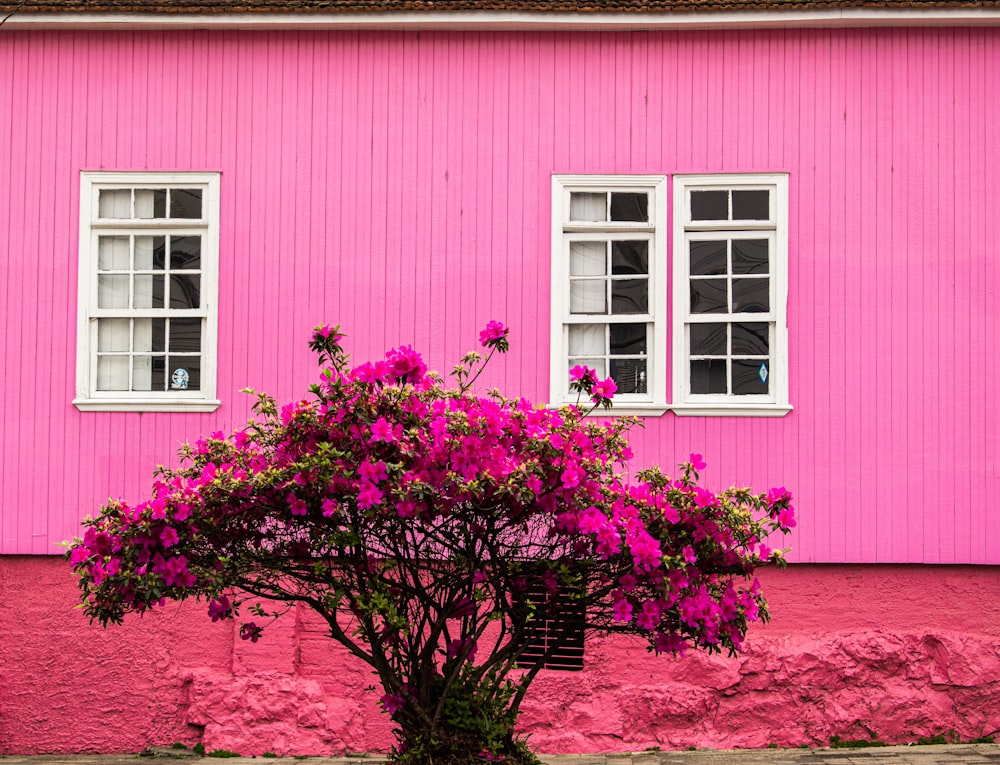 blooming pink bougainvillea flowers near pink wooden house