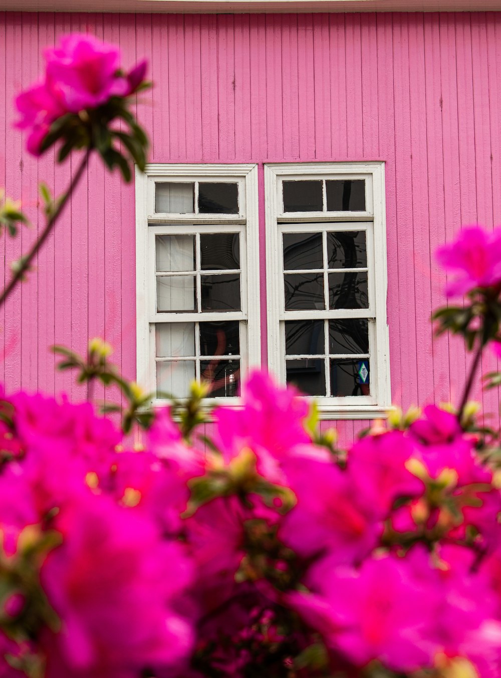 Photographie en gros plan de fleurs à pétales roses