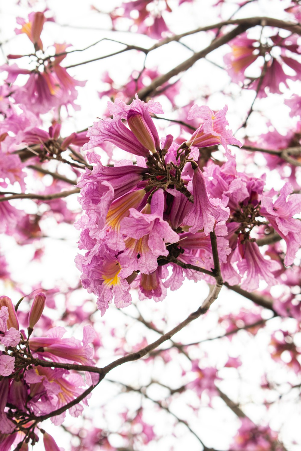 arbre à fleurs aux pétales roses