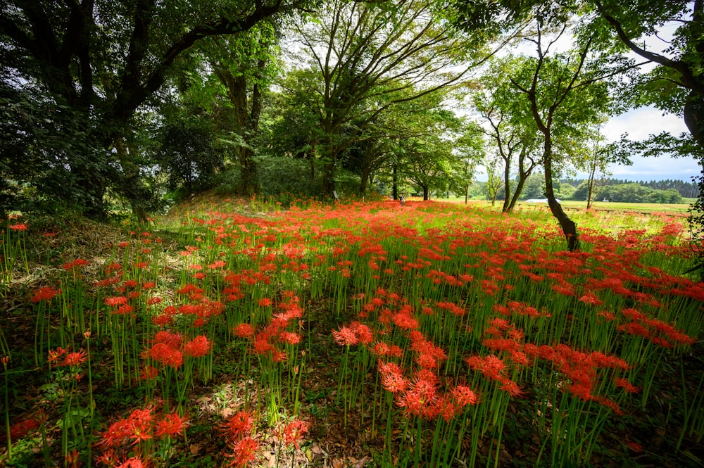 blooming red flowers under trees