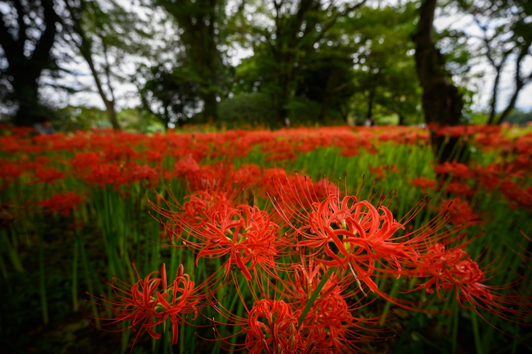 red cluster flower field