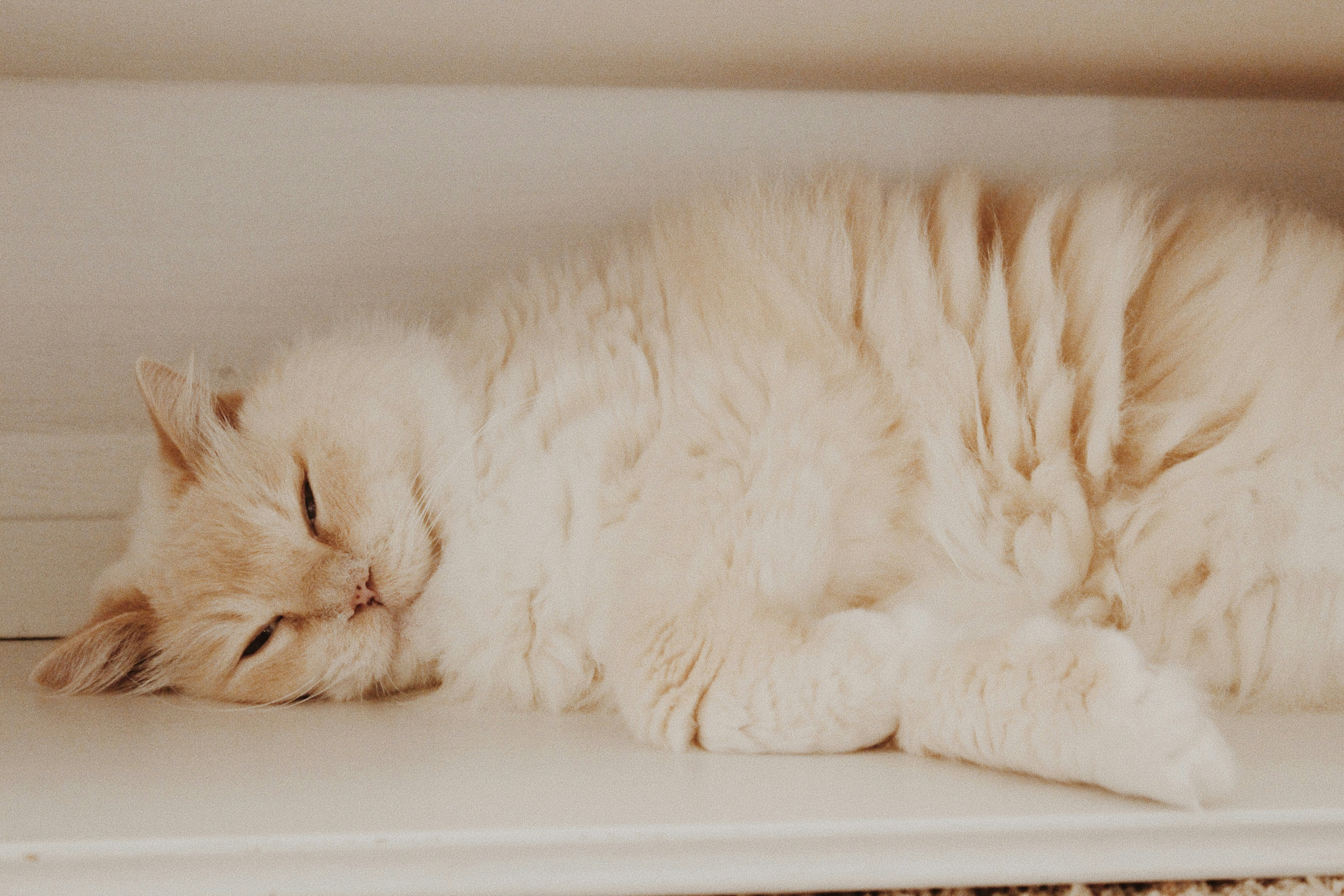 Fluffy Cat Pictures Download Free Images On Unsplash