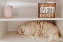 A fluffy cream-colored cat is peacefully sleeping on a wooden shelf. Beside the cat, a wooden sign displays the words 'Home Sweet Home' in a mix of cursive and bold fonts. On the upper shelf, a pink candle with a minimalist design and covered with a lid is placed.