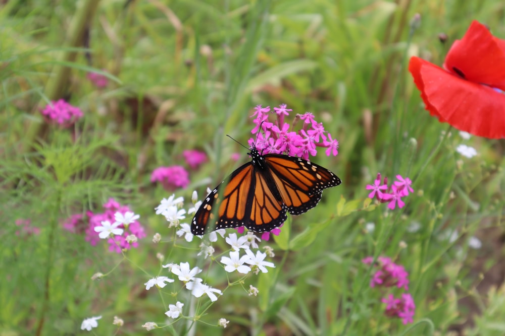 brauner und schwarzer Schmetterling