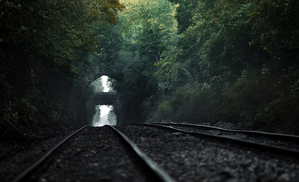 railway between trees