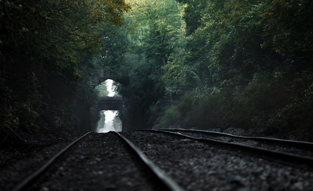 chemin de fer entre les arbres