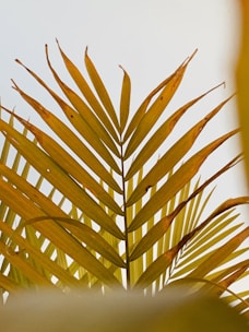 Close-up of a palm with clear lines highlighted, set against a warm yellow backdrop.