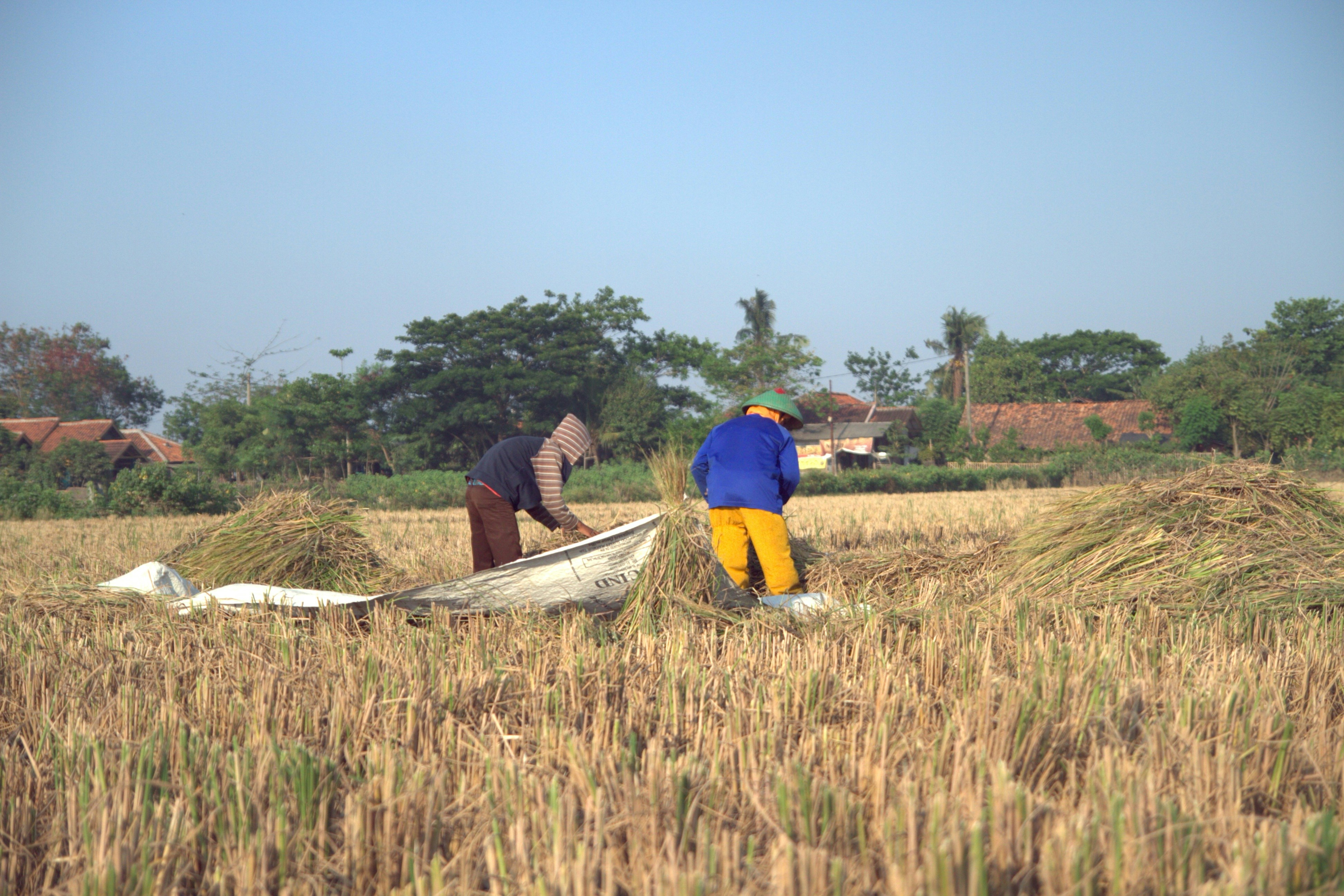 dua orang di sawah
