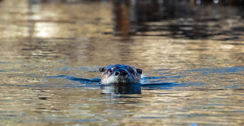 seal in body of water