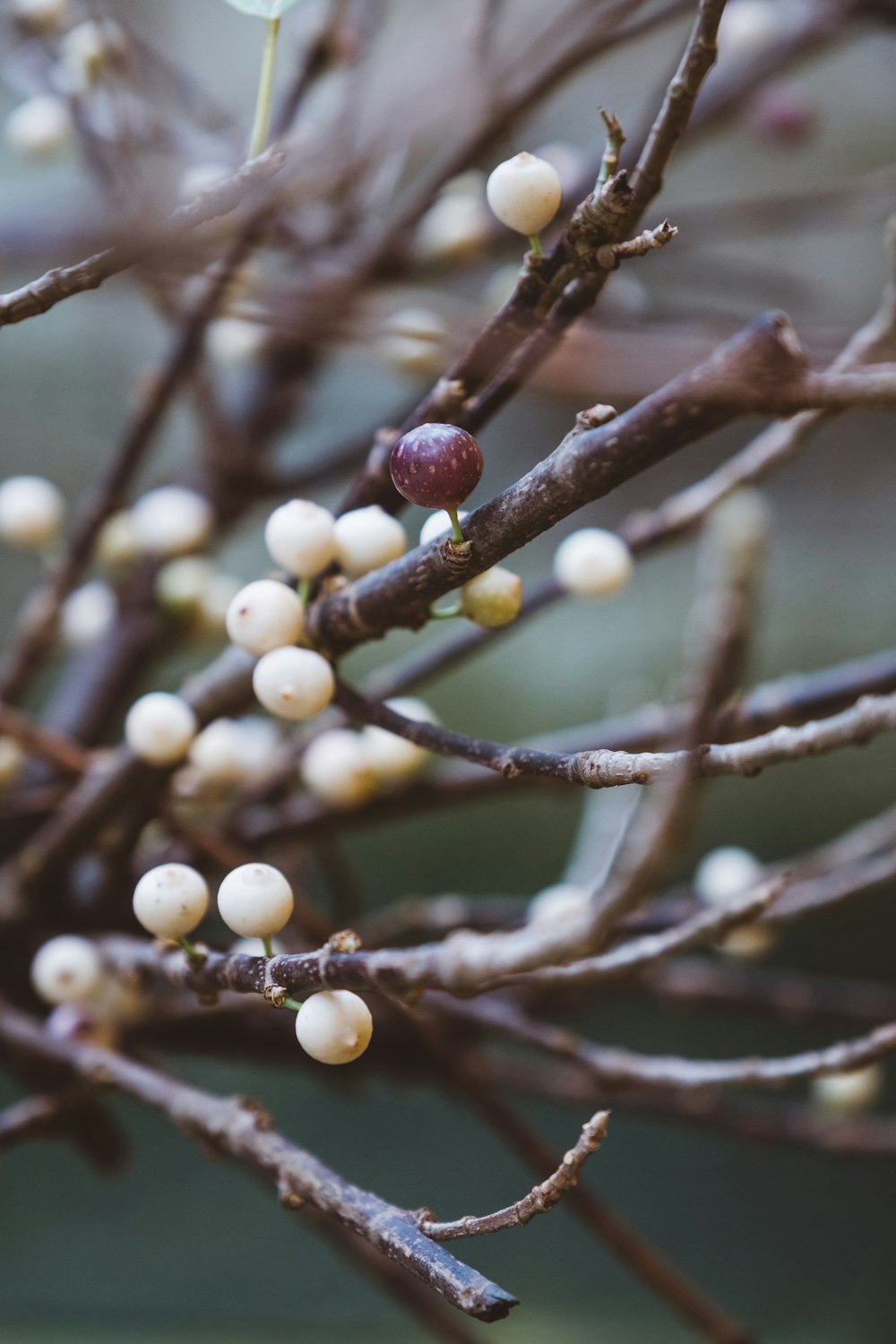 yellow and brown fruits