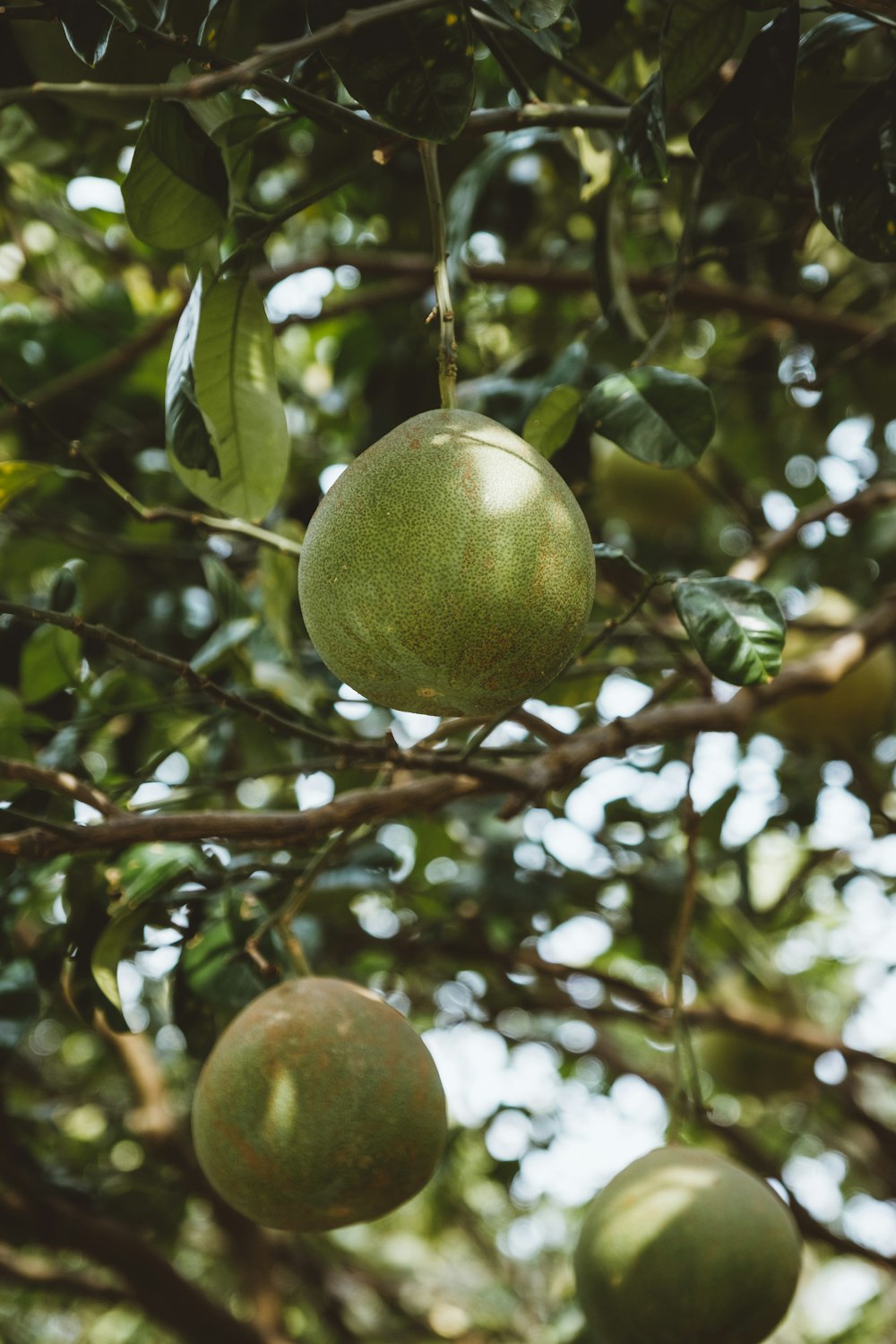 three round green fruit