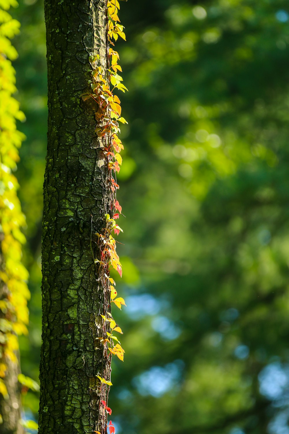 closeup photo of tree trunk