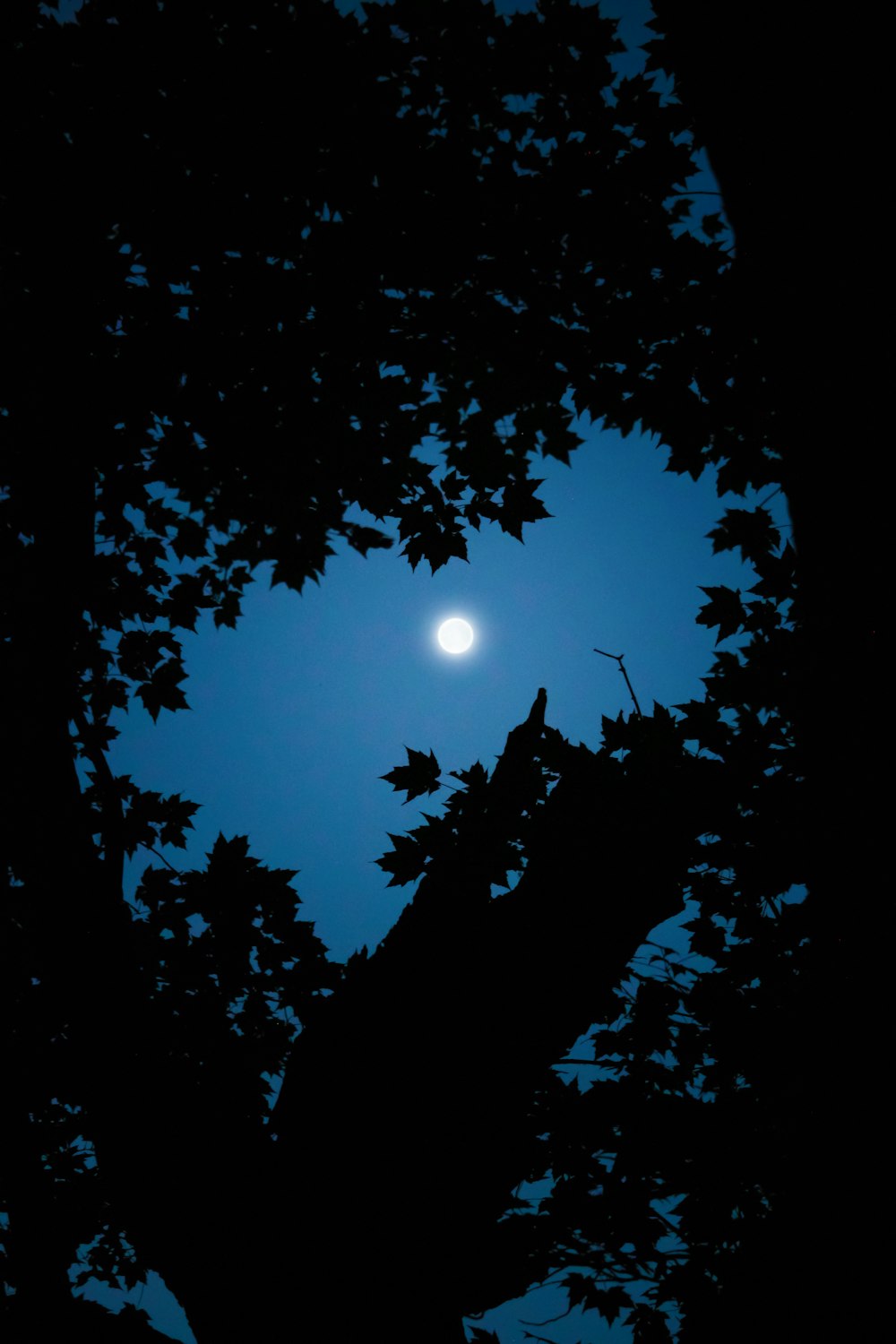 silhouette of tree