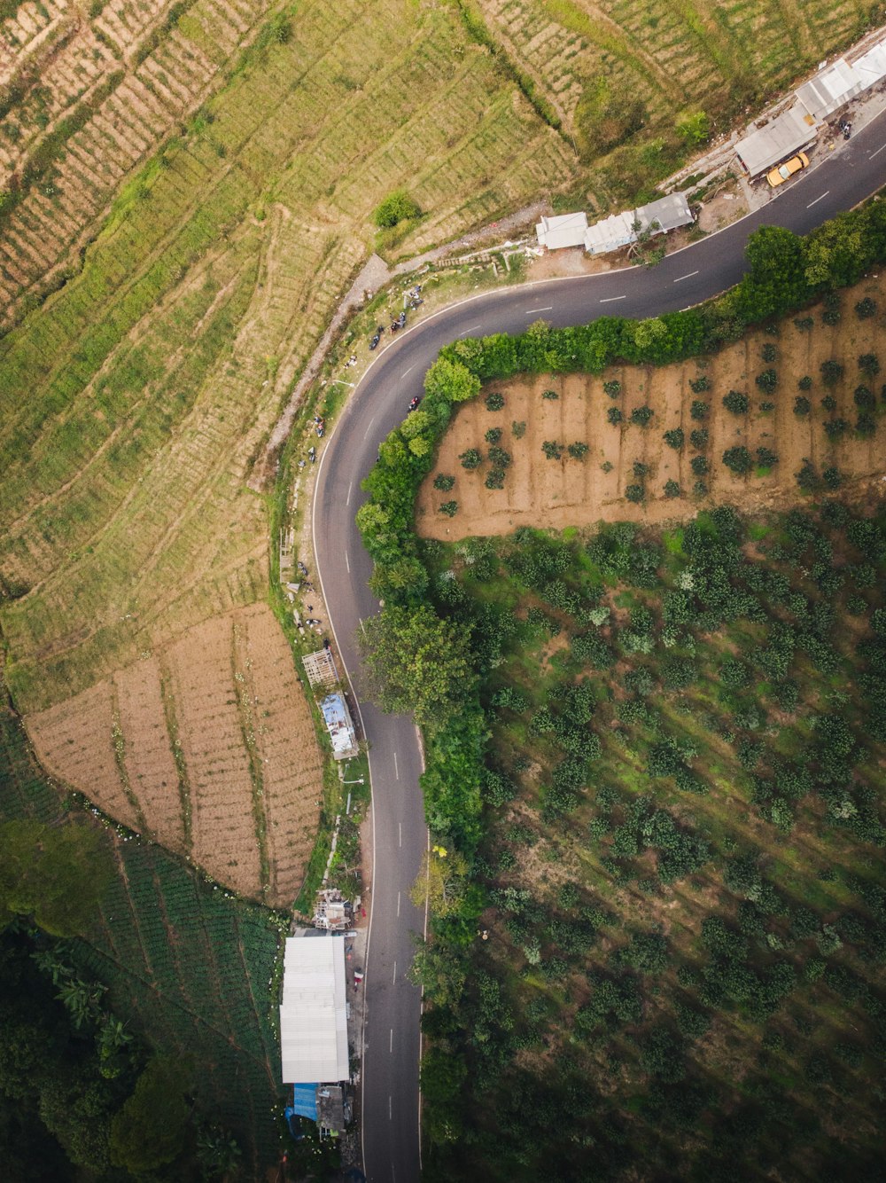 bird's-eye photography of trees