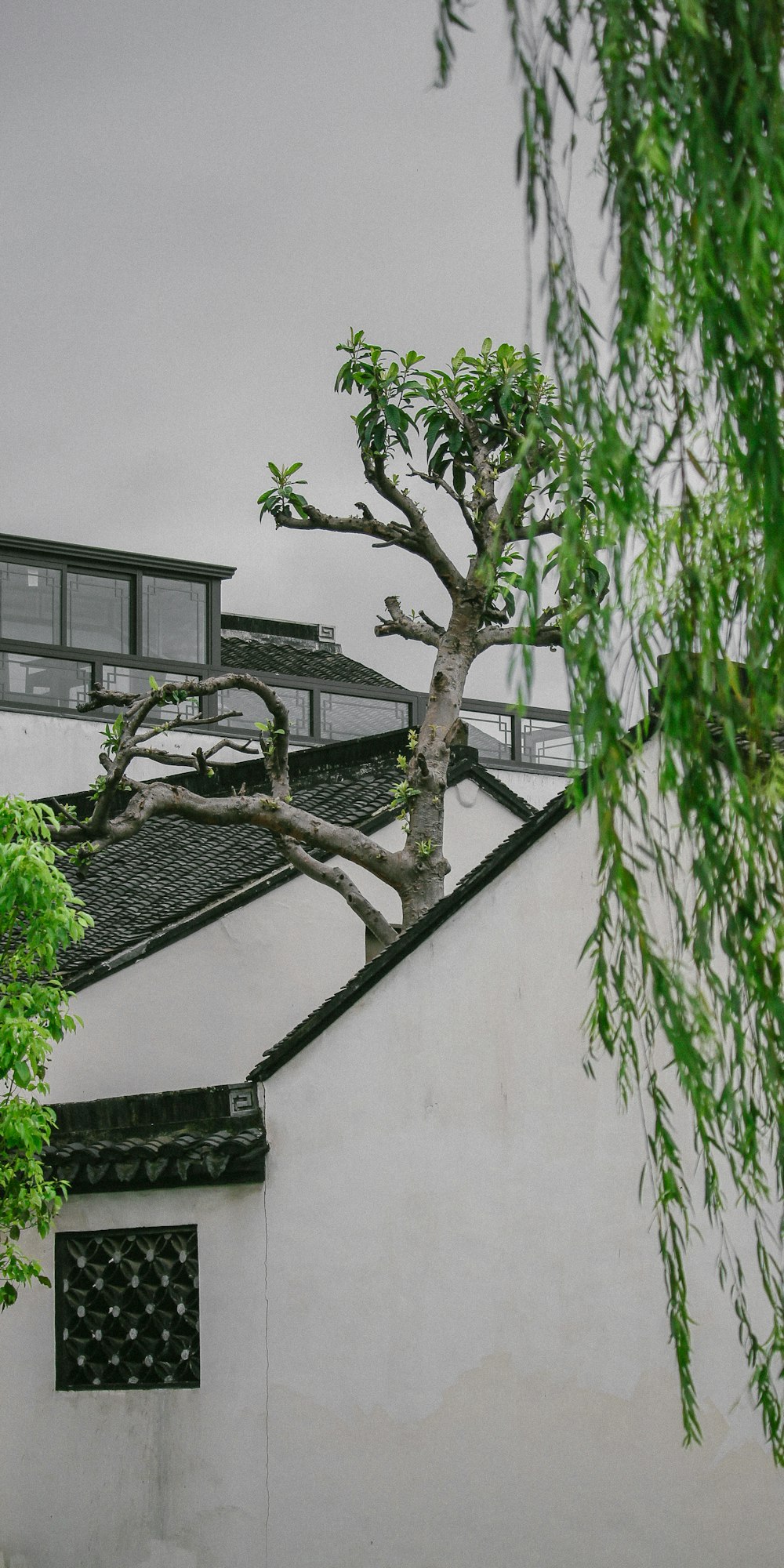 tree behind white wall beside house
