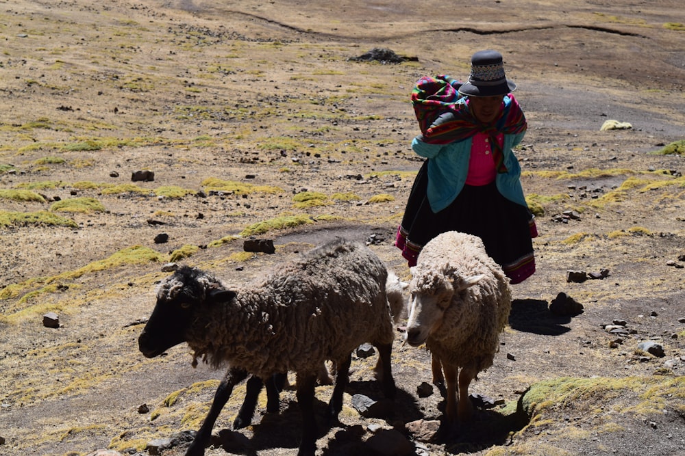 person standing beside lambs