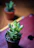 Close-up of a vibrant green succulent in a decorative pot on a wooden table.