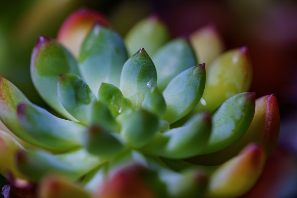 green and yellow succulent macro photography