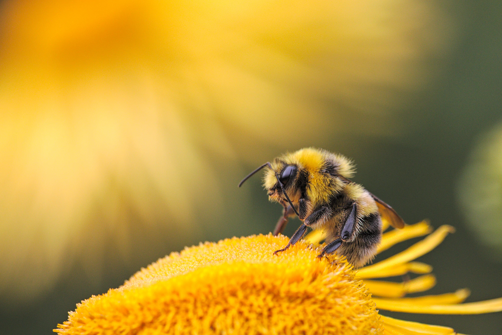 Placeholder — beekeeper inspecting a frame at golden hour