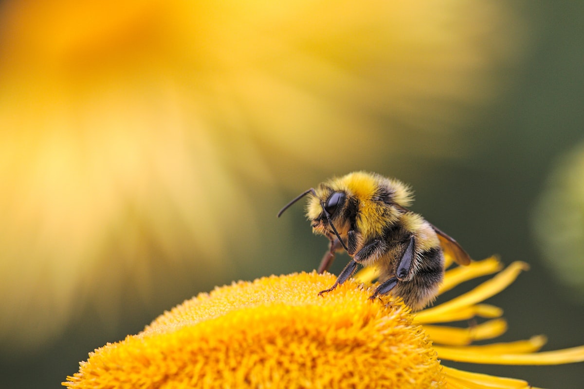 Why Pollen Sticks to Bees