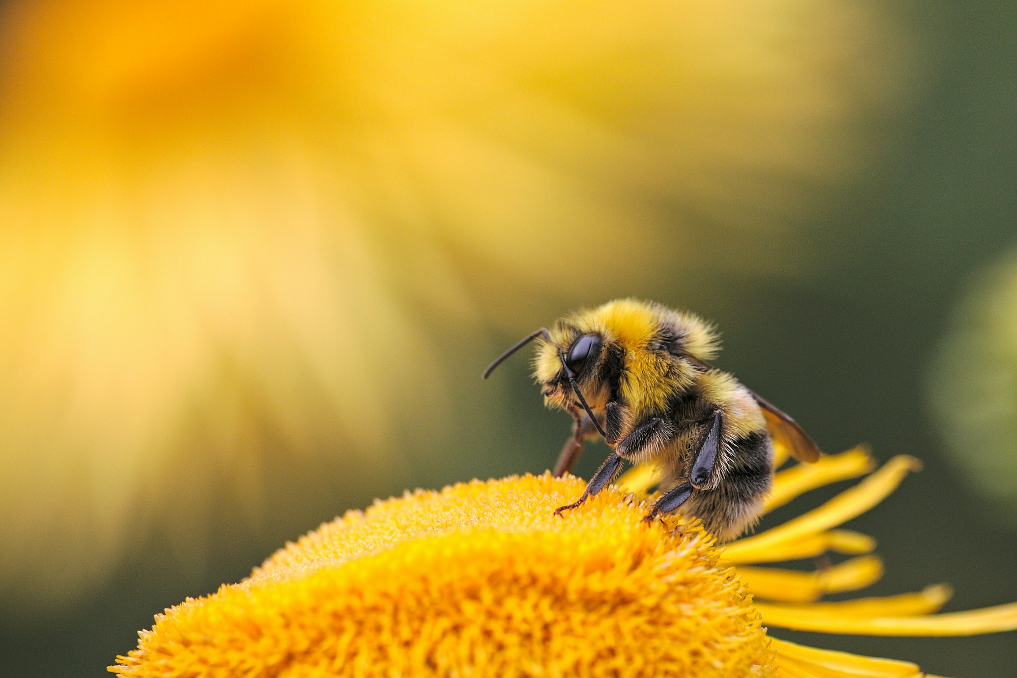 Save the Bees ECI Gets a 'We're Way Ahead of You' from EU Commission