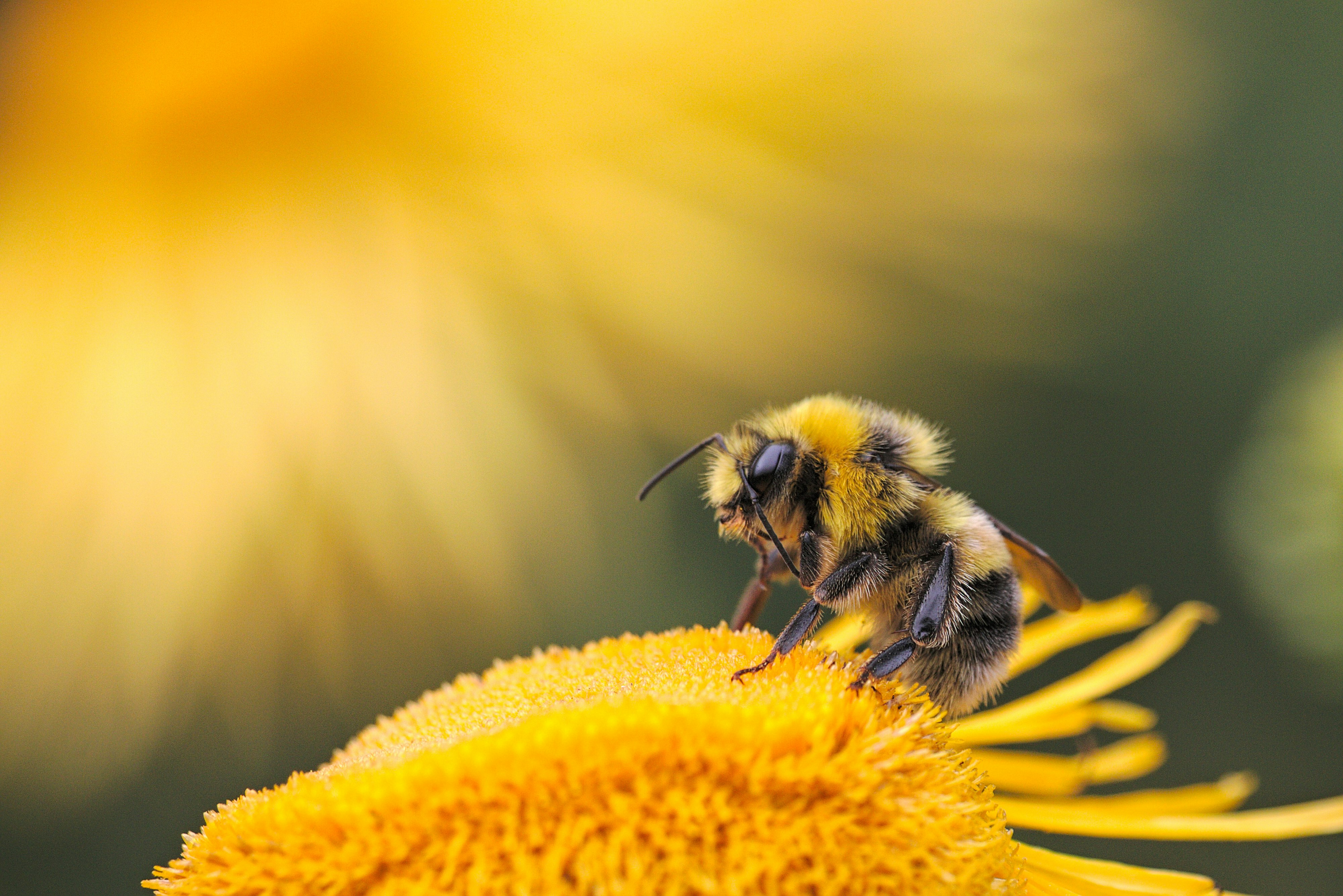 Photo de abeille à miel par Dmitry Grigoriev