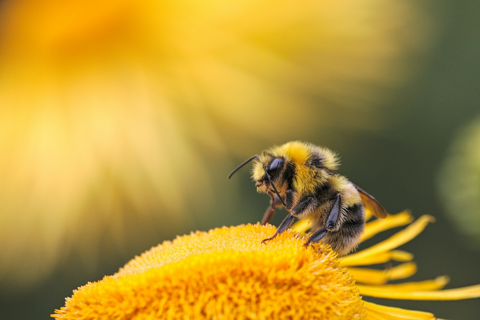 Canon EOS 70D + Canon EF-S 55-250mm F4-5.6 IS STM sample photo. Honeybee perching on yellow photography