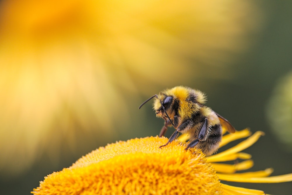 honeybee perching on yellow flower