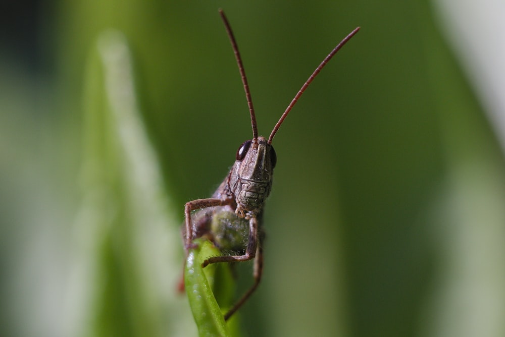 selective focus photography of grasshopper perching on grass