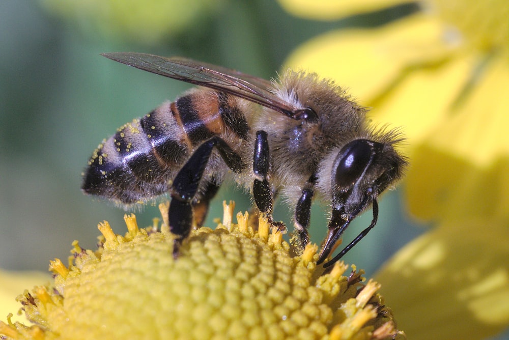 brown and black bee fetched on yellow flower