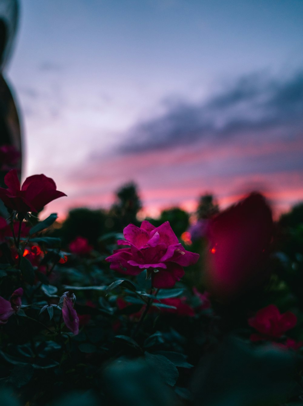 pink petaled flower