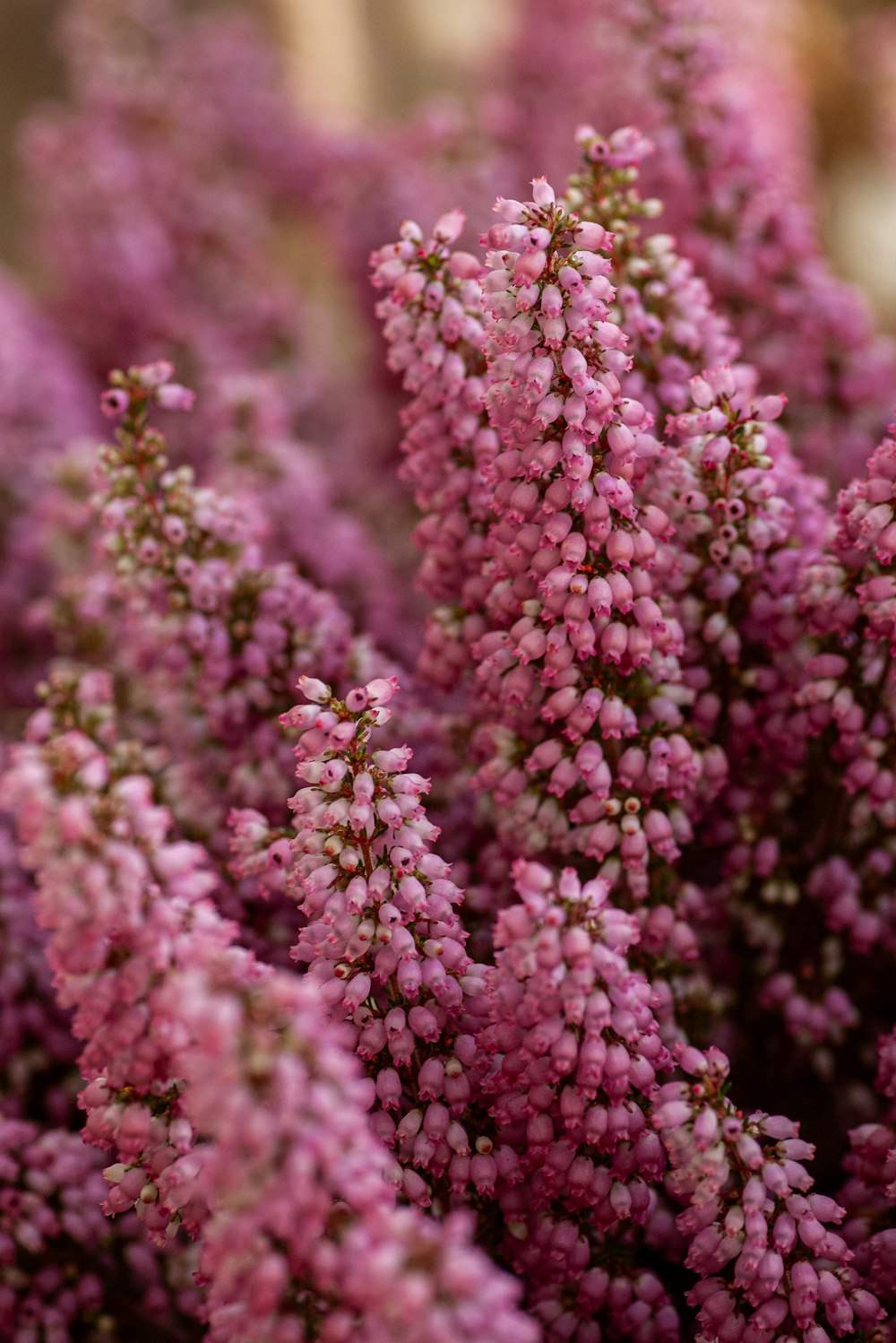 pink petaled flowers