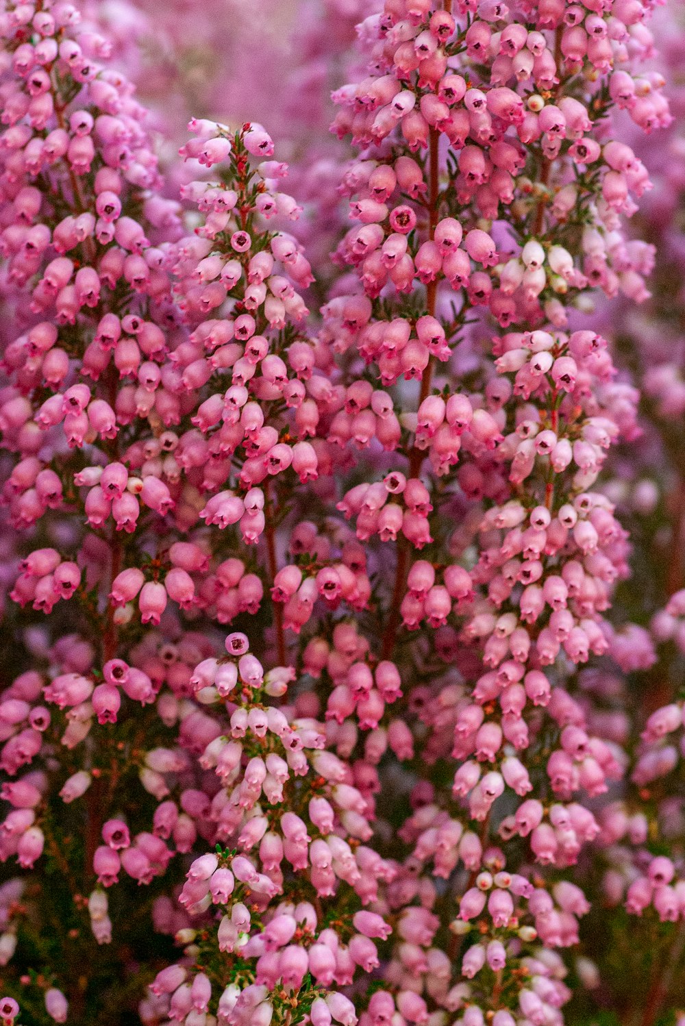 pink flowers