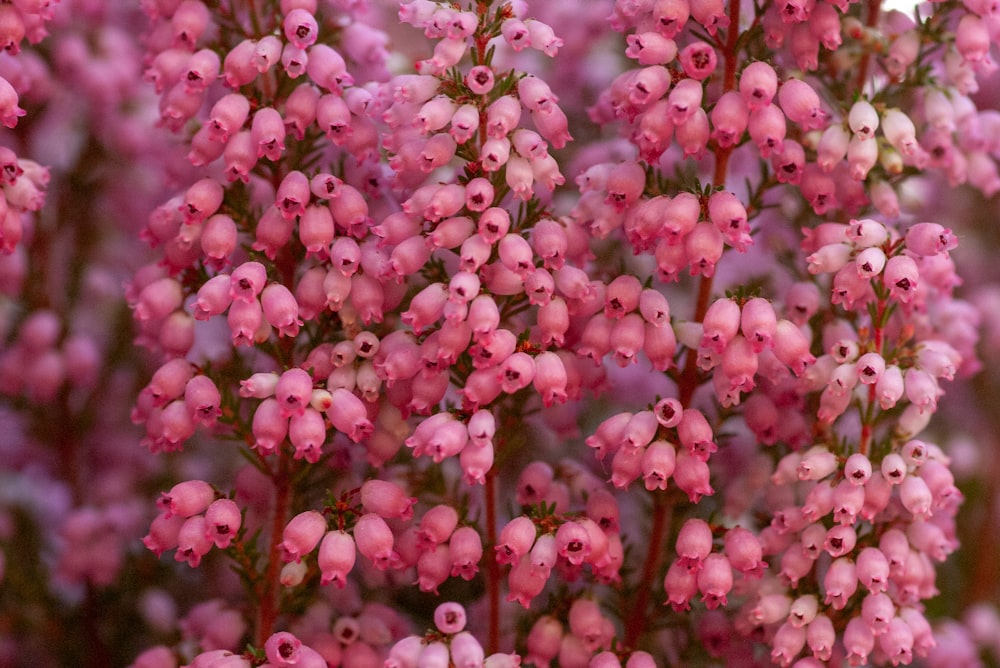 pink flower