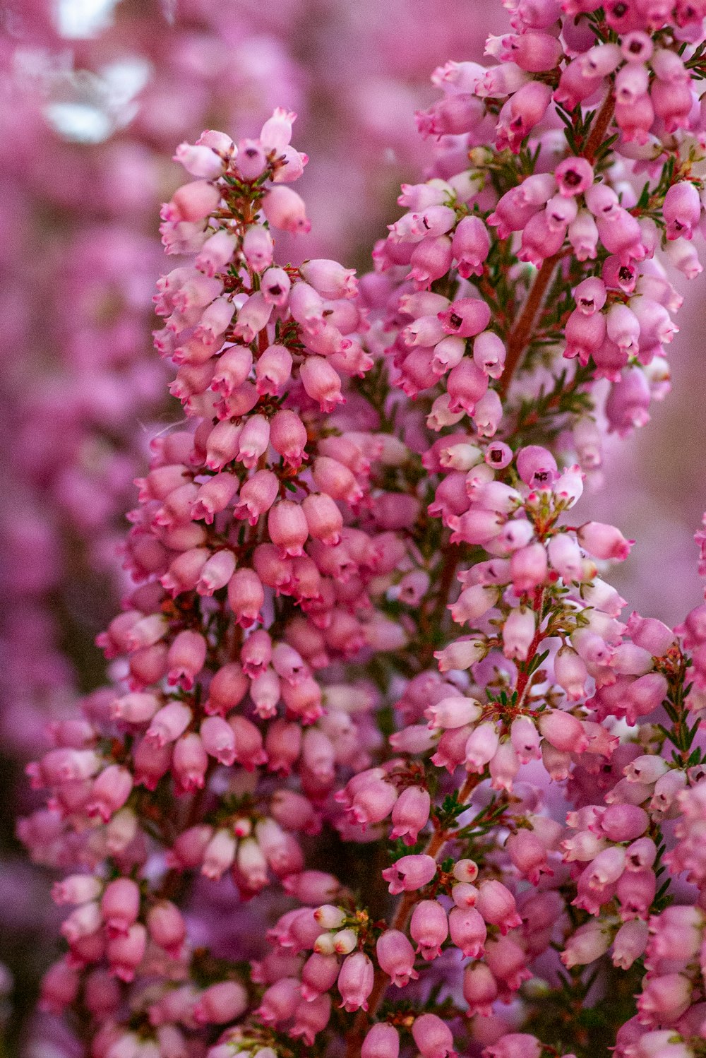 pink and white petaled flowers close-up photography