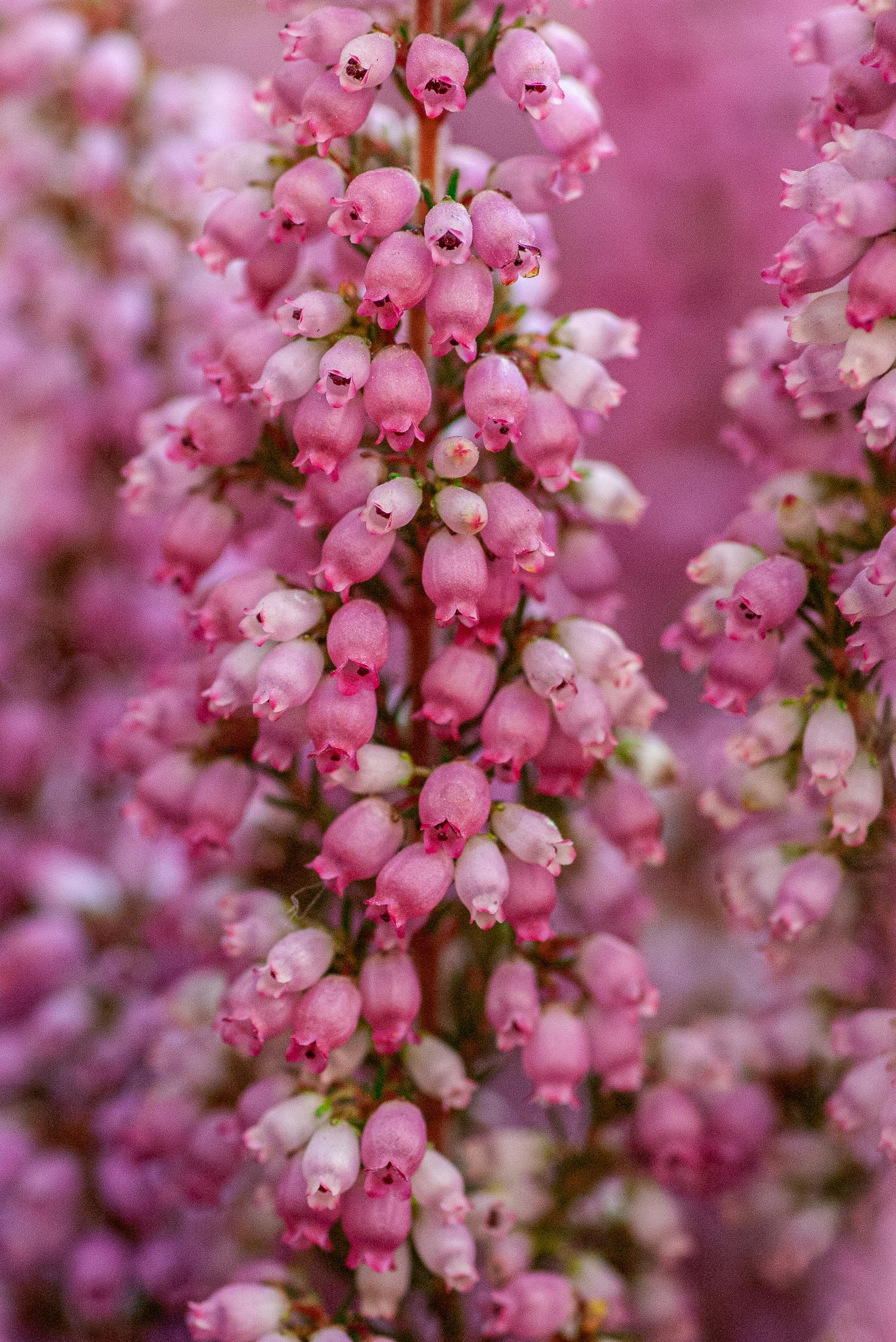 pink-petaled flowers