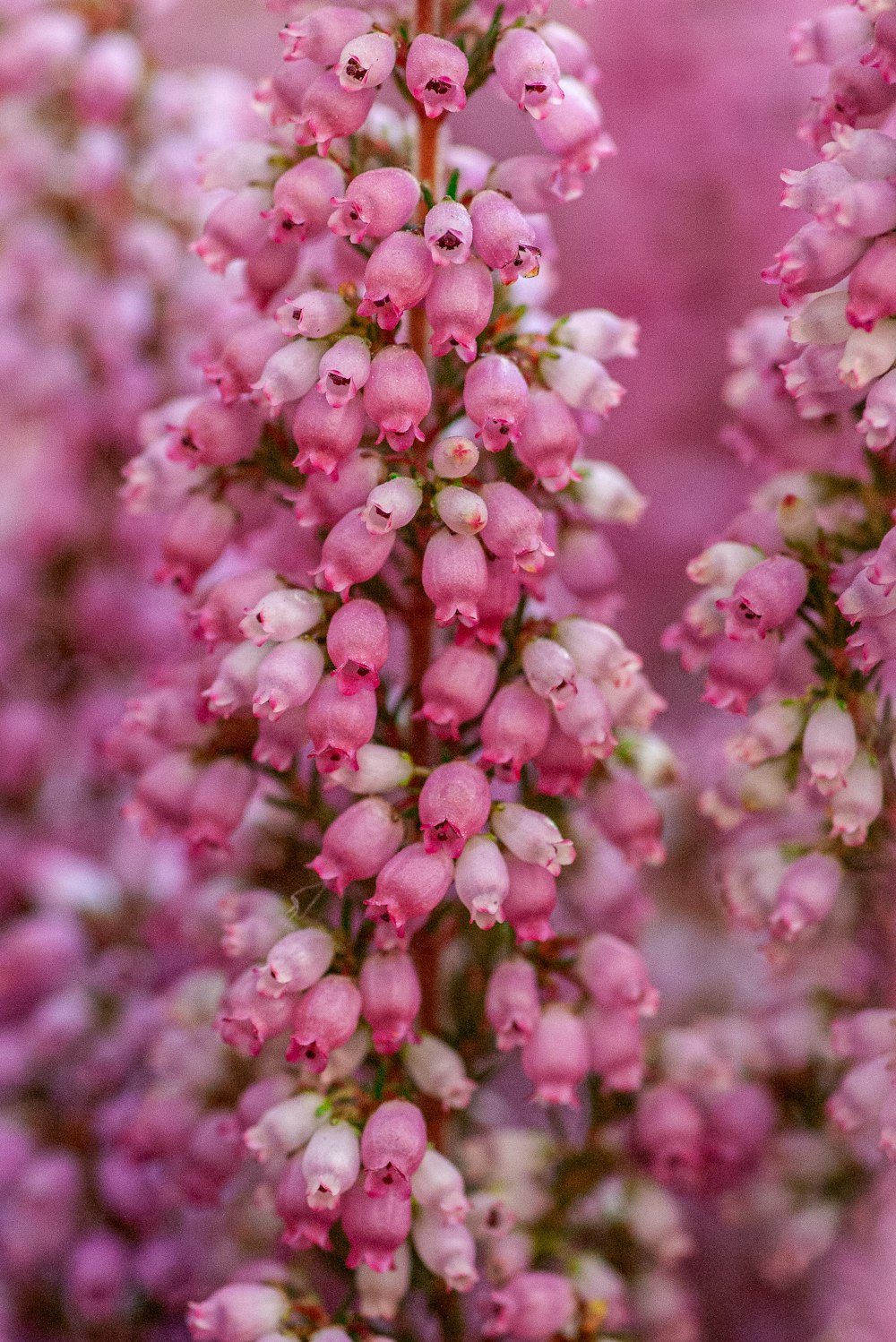 pink-petaled flowers