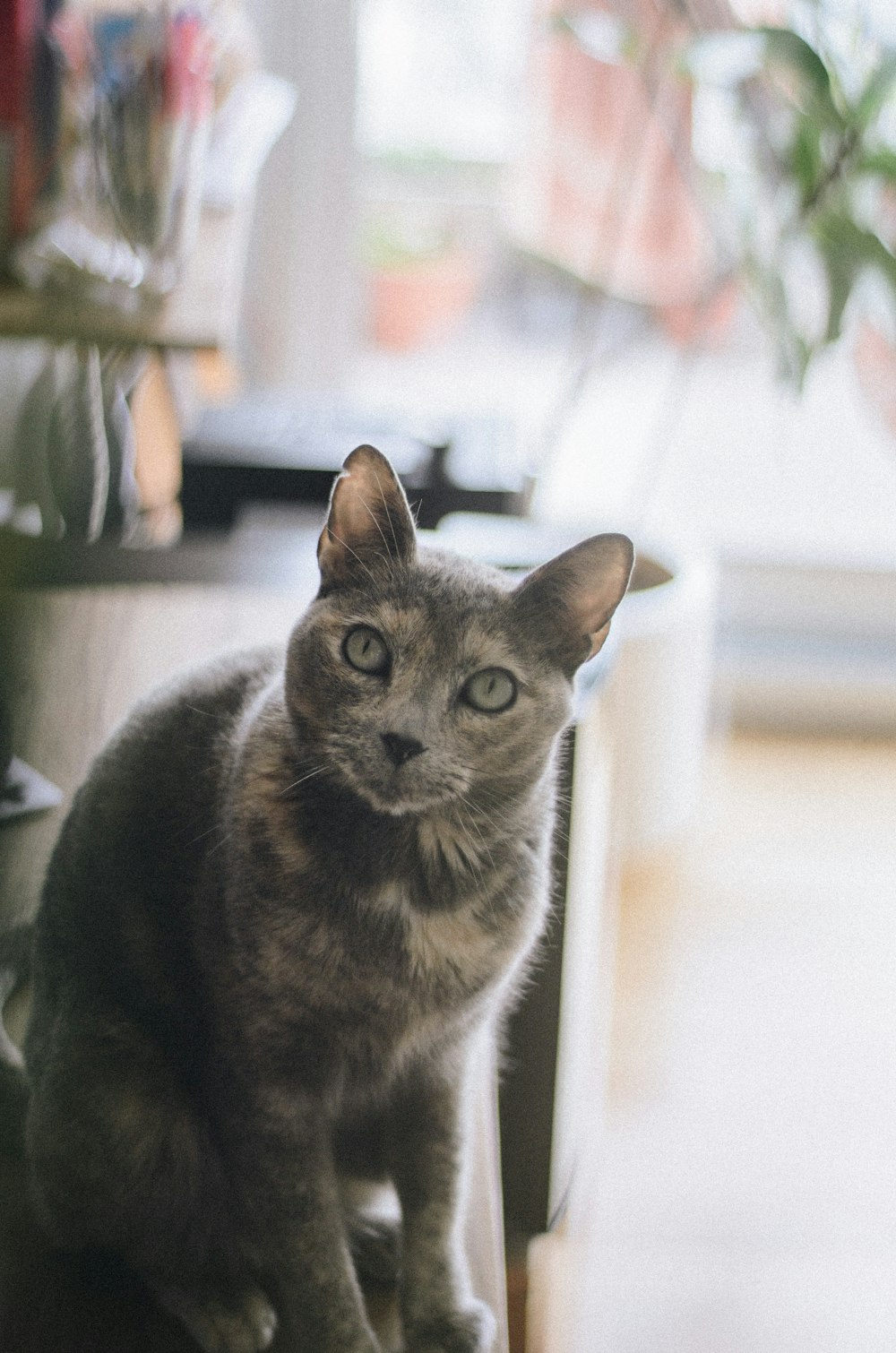 gray short-fur cat