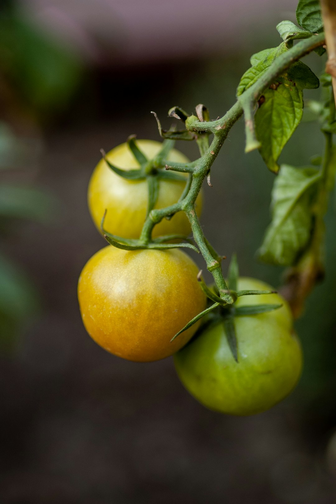 round yellow tomatoes