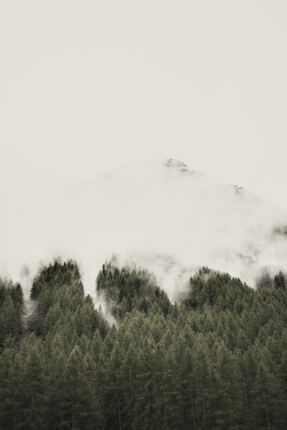 green pine trees covered in clouds