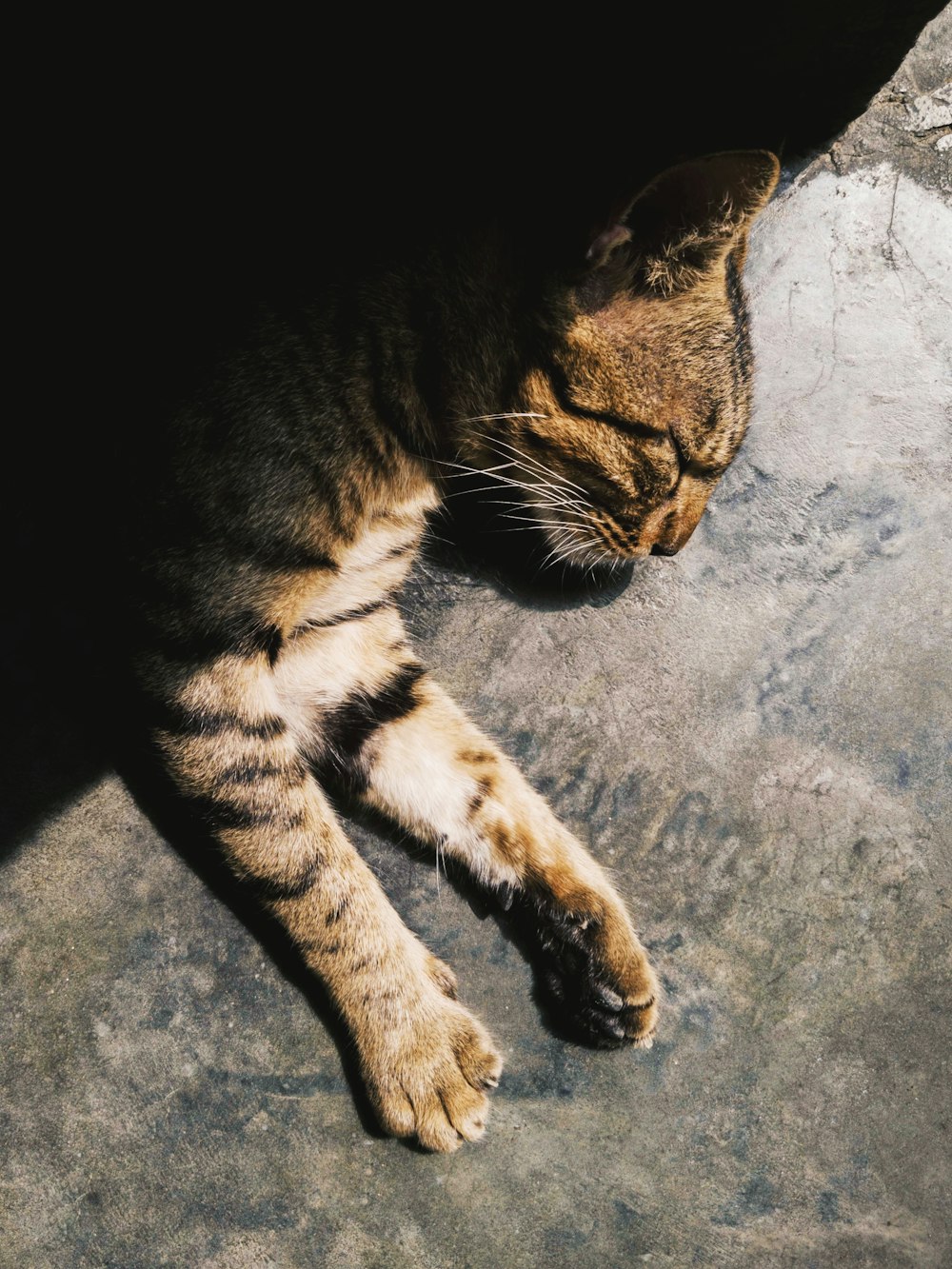 コンクリートの表面に横たわっている銀色のぶち猫